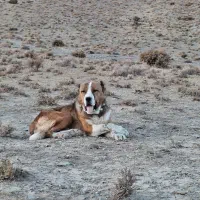 سگ گله ای|سگ|دلیجان, |دیوار