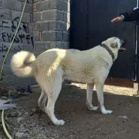 سگ پژدر ۲ساله
