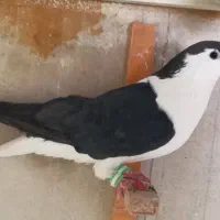 کفتر پرشی|پرنده|مشهد, امام خمینی|دیوار