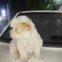 توله شیتزو دوماه ونیم|سگ|ورامین, ورامین|دیوار