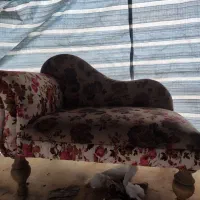 مبل و مبلمان|مبلمان خانگی و میز عسلی|آستانه اشرفیه, |دیوار