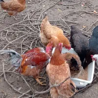 فروش مرغ محلی وگلپایگان و جوجه یکماه و نیم آمروک|حیوانات مزرعه|لشت نشا, |دیوار