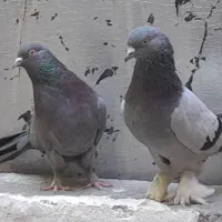 کبوتر پر پا پر