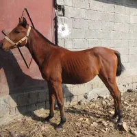 دو کره نریان دورگ قدبلندو درجه یک