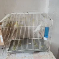 جفت عروس هلندی|پرنده|بندر ماهشهر, |دیوار