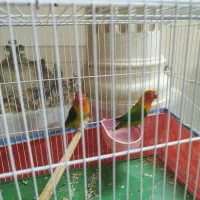 طوطی برزیلی مولد