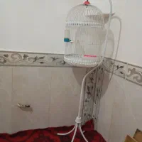 قفس پرنده نویه نو|پرنده|مشهد, مهدی آباد|دیوار