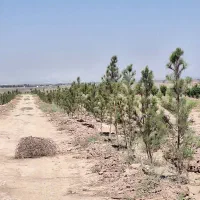 8000مترباغ سندشش دانگ سهیلیه اقبالیه|فروش زمین و ملک کلنگی|کرج, گلشهر|دیوار