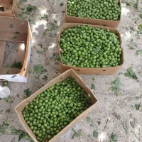 جمع آوری گوجه سبز شما روی درخت به قیمت روز