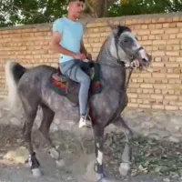 اسب دره‌شور