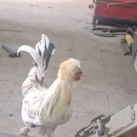 خروس نژاد دار