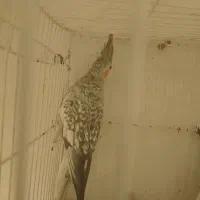 عروس هلندی|پرنده|بردسکن, |دیوار