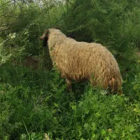 قوچ عربی درجه یک داشتی