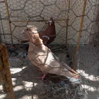 دوتا کبوتر ماده خوشکل پرشی
