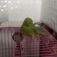 طوطی ملنگو ماده