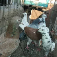 کفتر.کبوتر تهرانی پرشی ساعت دار