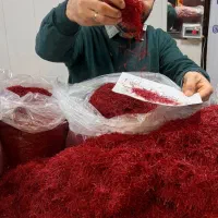 زعفران رادمهر برداشت ۱۴۰۴ مستقیم از تامین‌کننده