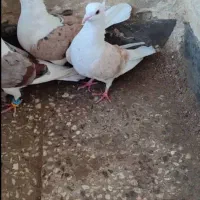 کبوتر دوکت|پرنده|شادگان, |دیوار