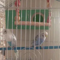دوتا مرغ عشق خوشگل شیطون