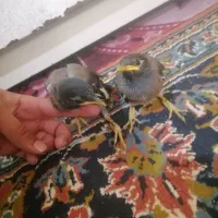 جوجه مینا