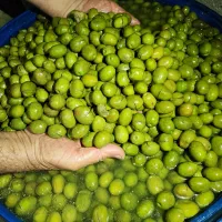 فروش عمده زیتون با پایین ترین قیمت|خوردنی و آشامیدنی|تهران, دریان‌نو|دیوار