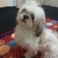 شیتزو فلت اصیل