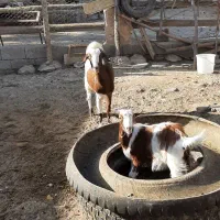 بز و بزغاله|حیوانات مزرعه|بهارستان, |دیوار