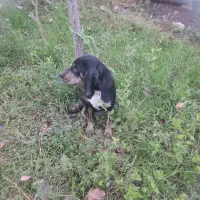 سگ ماده شکاری پوینتر املش|سگ|املش, |دیوار