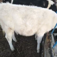 گوساله نر|حیوانات مزرعه|مود, |دیوار