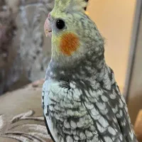 عروس هلندی بازیگوش|پرنده|سبزوار, فیاض|دیوار