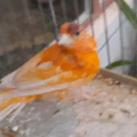 قناری نر|پرنده|فولادشهر, C5|دیوار