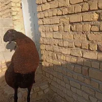 میش بره بز قوچ|حیوانات مزرعه|قم, امامزاده ابراهیم|دیوار