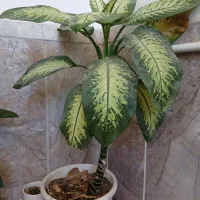 گل دفین باخیا سانسوریا