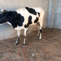 فروش گاو هلشتاین همراه گوساله|حیوانات مزرعه|سراوان, |دیوار