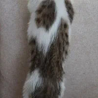 بچه گربه|گربه|اسلام‌شهر, شهرک محمدیه|دیوار