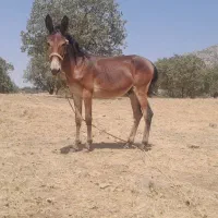 قاطر۱۴ ماهه نر قد بلند|حیوانات مزرعه|چگنی, |دیوار