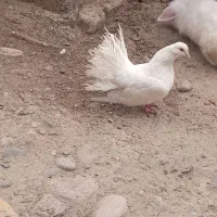 کبوتر دم چتری|پرنده|گرگان, |دیوار