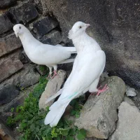 دوجفت سفید قدیمی چش سفید نوک سفید به ضمانت پرش|پرنده|مینودشت, |دیوار