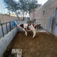 گوساله نر درجه یک