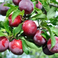 فروش نهال های ارزان و با کیفیت مناسب هر اقلیم