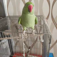 ملنگو دستی|پرنده|مبارکه, |دیوار