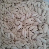 تخم کدو