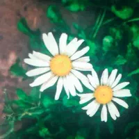 اجاره-سوئیت-45-متری-ابلولان