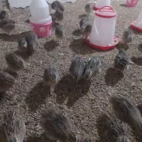 بلدرچین نر جوان ،گوشتی