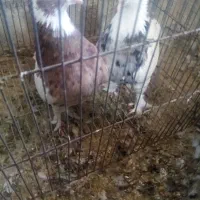 چهار جفت توقی ی جفت کله سیاه پاک کوار|پرنده|طسوج, |دیوار