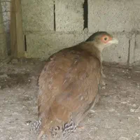 ماده یکساله