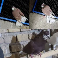 همه پرشی|پرنده|اردکان, |دیوار