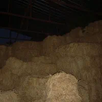 کاه برنج|لوازم جانبی حیوانات|خرم‌آباد (تنکابن), |دیوار