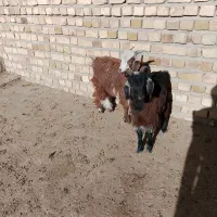 بزغاله|حیوانات مزرعه|نیشابور, بکاول|دیوار