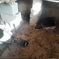 بوقلمون کرچ ۲ عدد